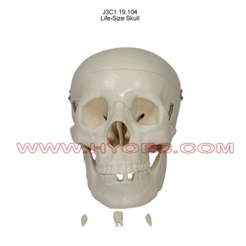 Life-Size Skull-J3C1.19.104