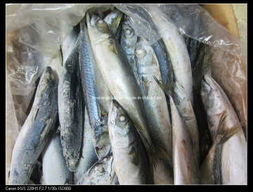 Chub Mackerel /Scomber Japonicus
