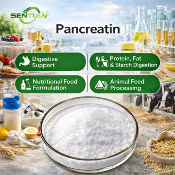 Bulk Pancreatin with Stable Enzyme Activity for B2B Supply