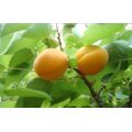Tarte aux amandes d&#39;abricot fraîche