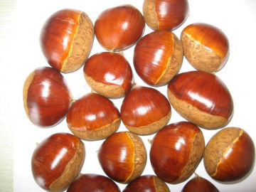 China Dandong Chestnut for sale 2013 crop big size