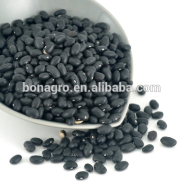 bean/black bean/ imported from china wholesale