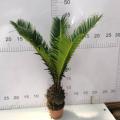 Cycas Revoluta 90#AA -klass