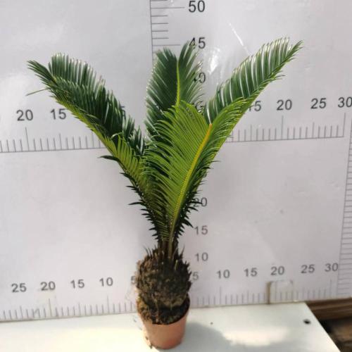 Cycas Revoluta 90#AA คลาส