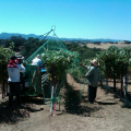 Uva de árbol Pájaro red