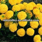 Planting Hybrid F1 Orange/Yellow/Golden Marigold Seeds