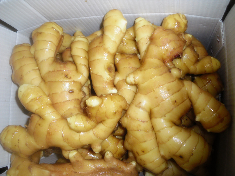 best quality fresh ginger 