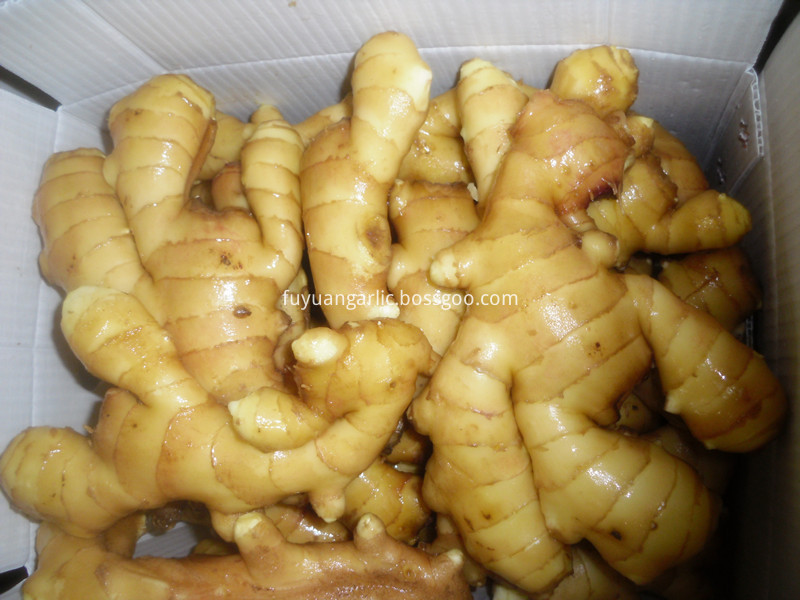 best quality fresh ginger 