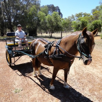 Horse equipment horse racing carriage