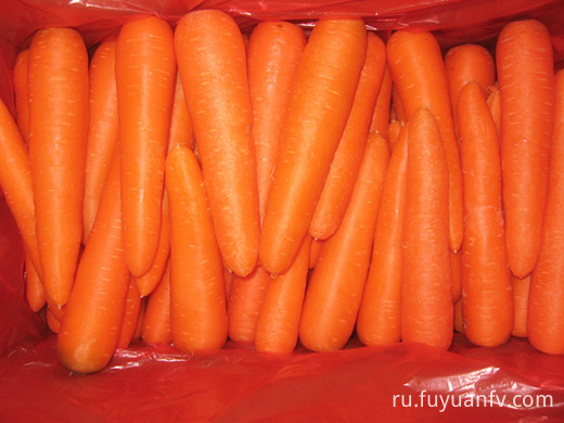 Size L Fresh Carrot