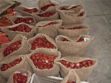2019 fresh new edible chestnut