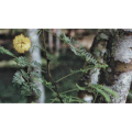 Herbal Vitality Booster with Achillea Millefolium Extract for Wellness