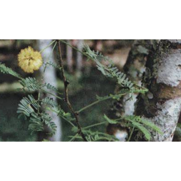 Herbal Vitality Booster with Achillea Millefolium Extract for Wellness