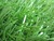 School foootball field artificial grass,ISO 9001 and 14001,labosports test passed