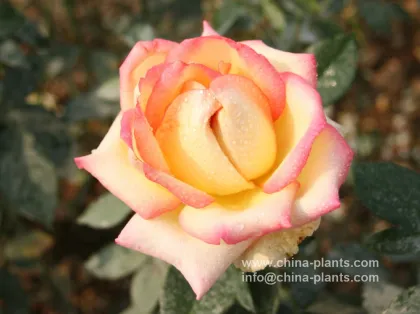 wholesale red Chinese rose from China