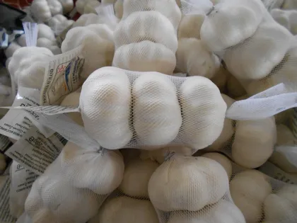 Snow white fresh garlic