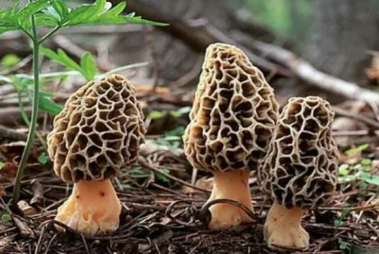 Chinese Morel Mushroom/ Dried Morel/ Morchella Conica
