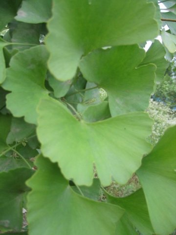 Ginkgo Leaf/ Ginkgo leaves/Ginkgo Tea