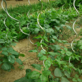 Pali a spirale per piante di pomodoro rivestite a potenza 7Mm