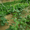 Spirale de plant de tomate 7Mm enrobée de pouvoir