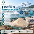 مسحوق بروبيوتيك Bacillus Laterosporus
