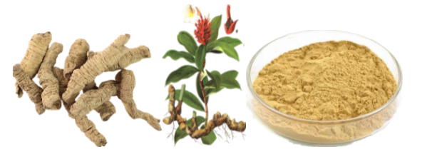 Morinda Root Extract