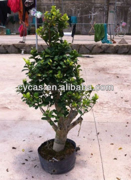 Ficus small Bonsai