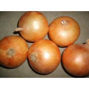 Yellow New Crop Fresh Onions Specification 5cm - 7cm , 7cm