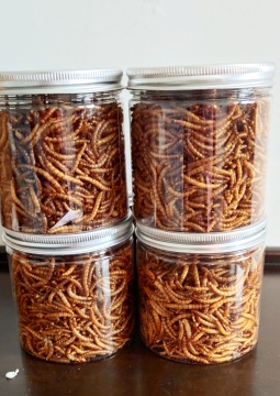 Tenebrio Molitor with High Protein for Export