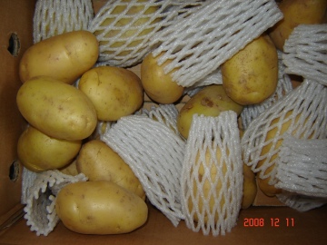 Fresh New Crop Holland Potato