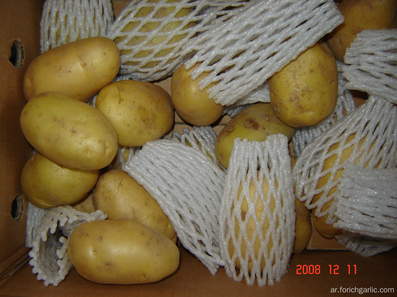 البطاطس الطازجة هولندا الجديدة
