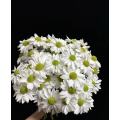 স্প্রে সাদা মাছ chrysanthemum
