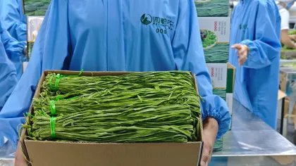 5kg Boxed Dried Gongcai
