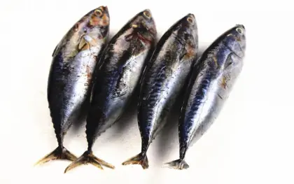 Tasty Whole Round Frozen Bonito