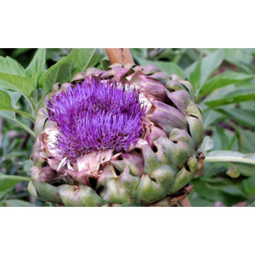 Premium Organic Artichoke Powder for Healthy Digestive Support and Detox