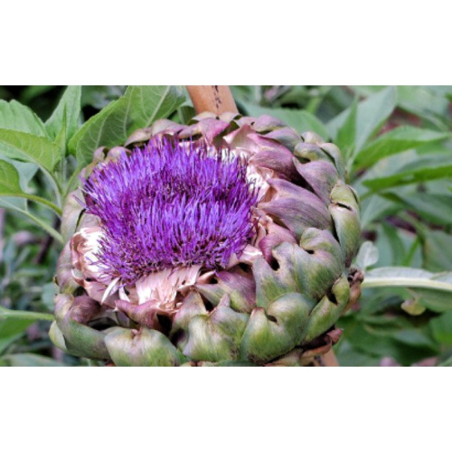 Premium Organic Artichoke Powder for Healthy Digestive Support and Detox