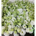 পাইকারি ডাবল Lisianthus সাদা তরঙ্গ প্রিমিয়াম কাট ফুল