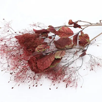 Wholesale Eternal Flower Smoke Tree for Floral Arrangements