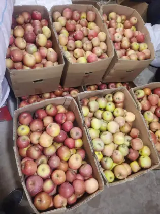 Plastic Bag FUJI Honey FUJI