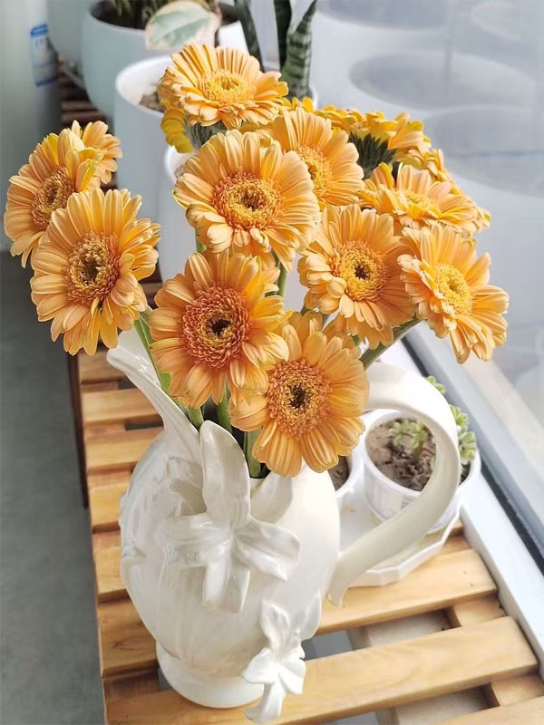 Gerbera Mermaid3