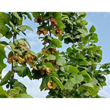 Νόστιμο άγριο φυσικό άρωμα φουντούκι