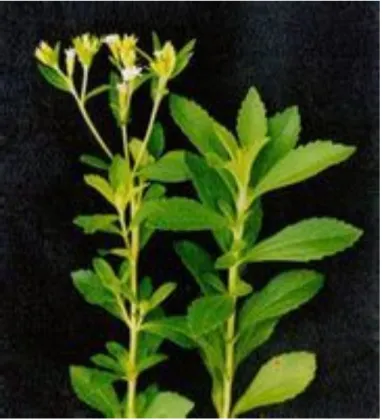 Stevia Sweeteners Stevia Sugar Stevia Tablets