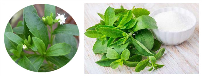 Stevia Extract