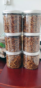 Protein insect of yellow mealworm