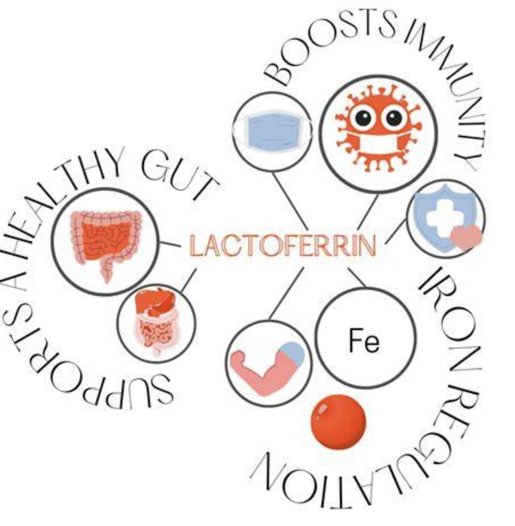 Lactoferrin for Dairy Products
