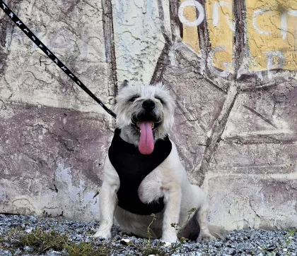 Walking Breathable Mesh Dog Harness for Puppies