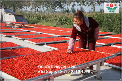 Goji di bacche di goji cibo vegetariano di frutta secca