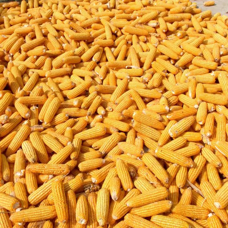 corn storage corn storage