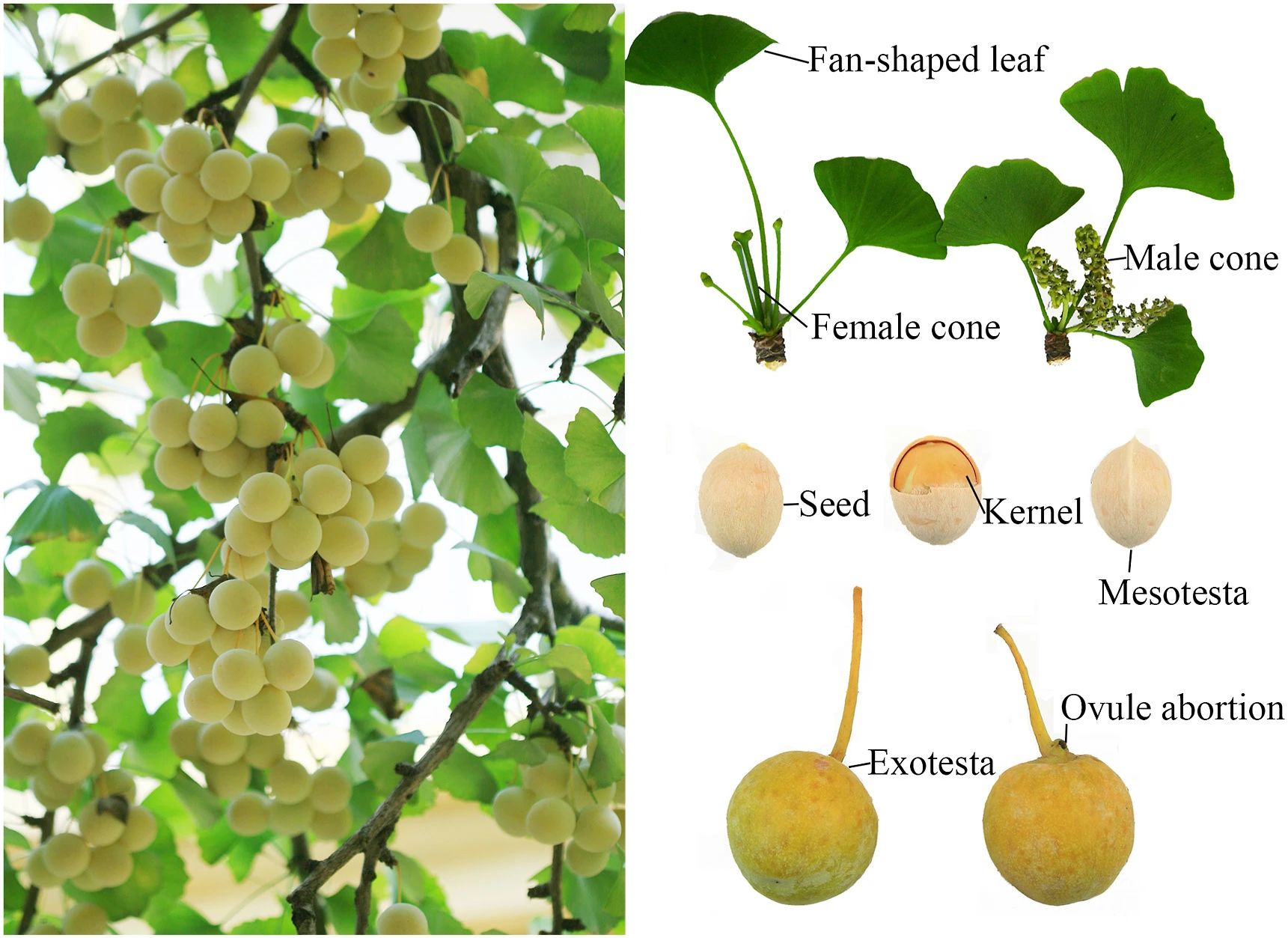 Ginkgolide B Ginkgolide B
