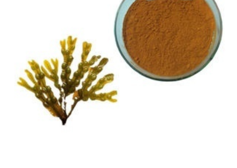 selling kelp extract 10% fucoxanthin